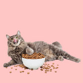 Cat Food & Treats